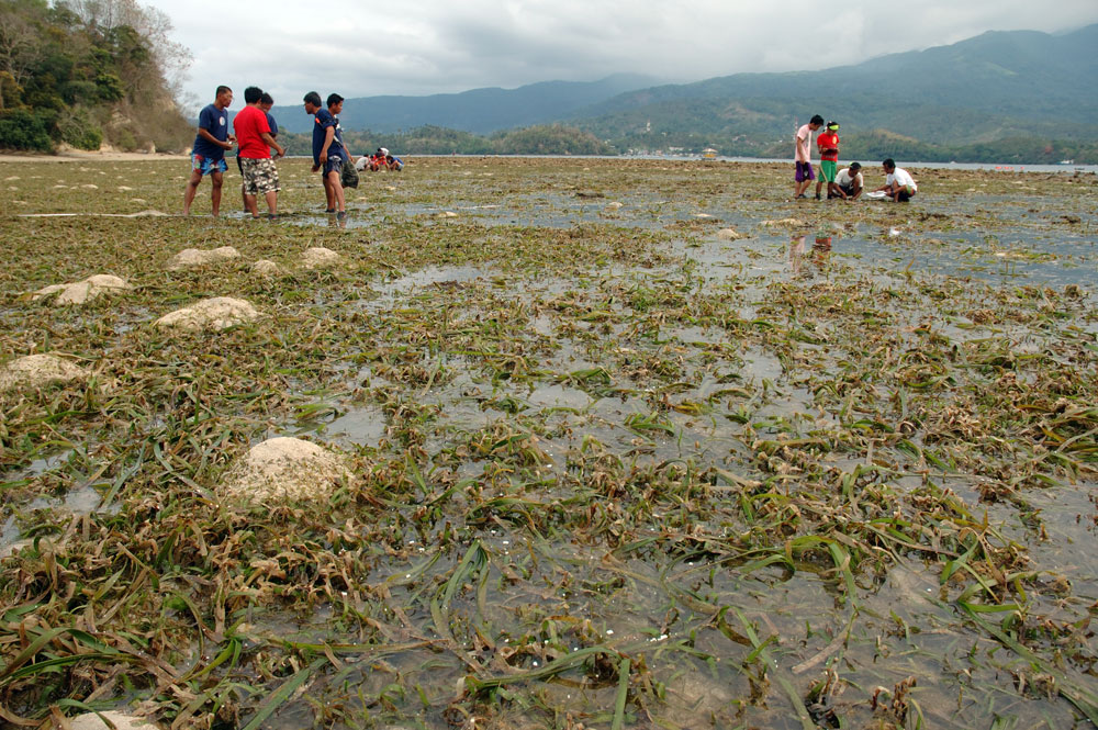 Philippine Seagrass | Seagrass-Watch