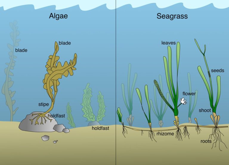 What is seagrass | Seagrass-Watch