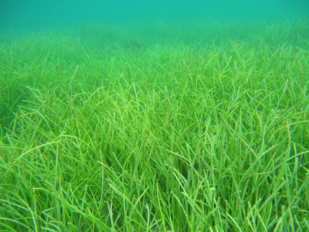 Maldives Seagrass | Seagrass-Watch