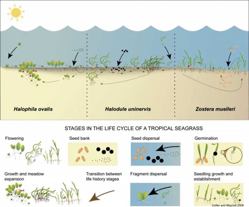 Seagrass Reproduction | Seagrass-Watch