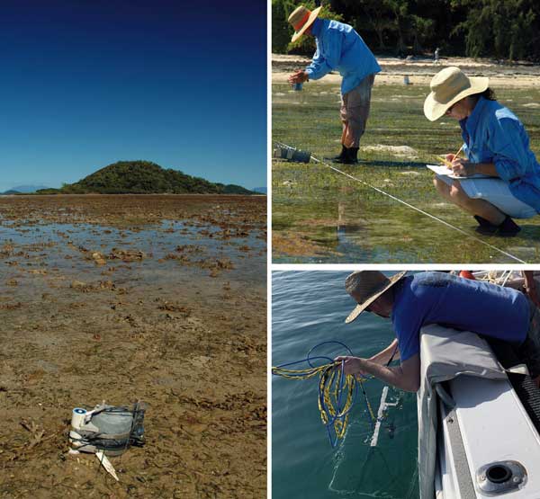 Seagrass Services What We Do Seagrass Watch